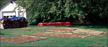 正在晾晒的收获的野米