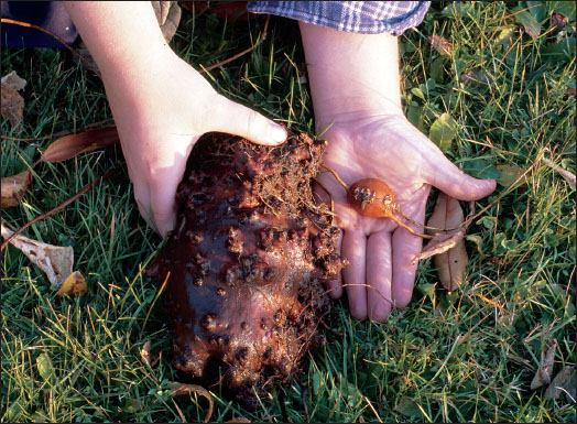 一个普通大小的新豆薯块茎与”豆薯怪兽”的对比。